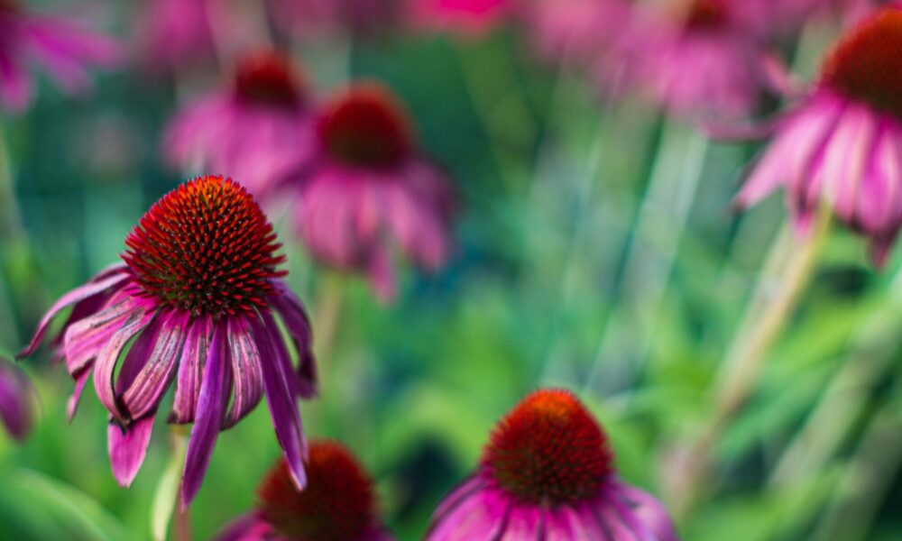 Echinacea