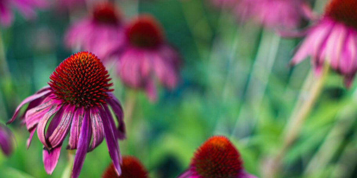 Echinacea