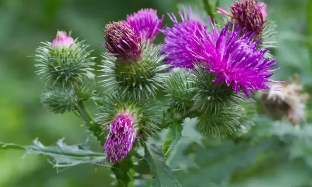 silymarin milk thistle