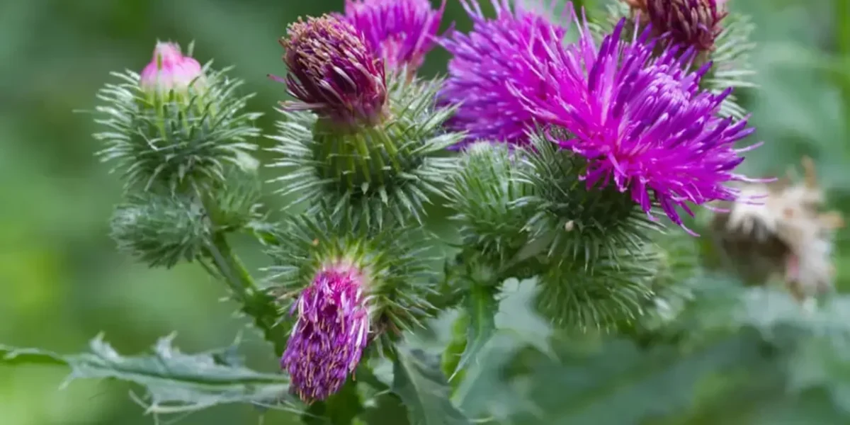 silymarin milk thistle