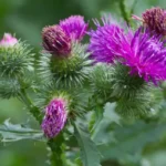 silymarin milk thistle