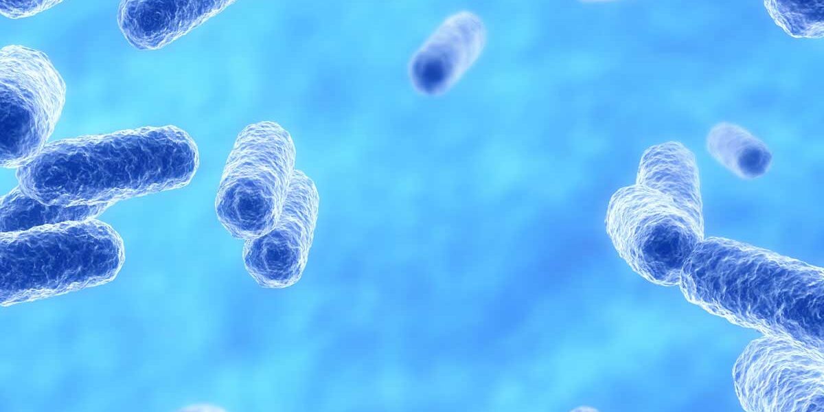 Akkermansia muciniphila