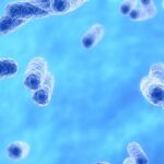 Akkermansia muciniphila