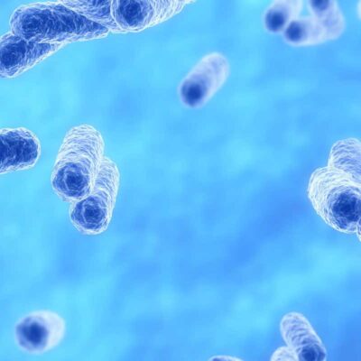 Akkermansia muciniphila